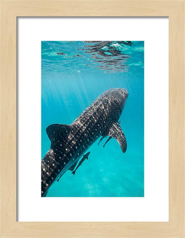 Whale Shark Gliding Through Waters