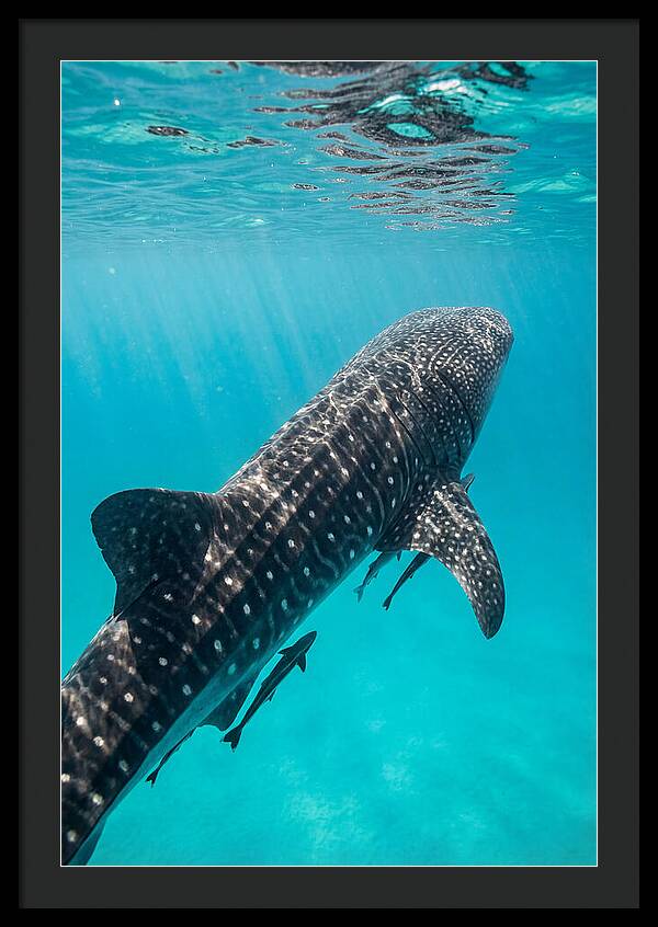 Whale Shark Gliding Through Waters