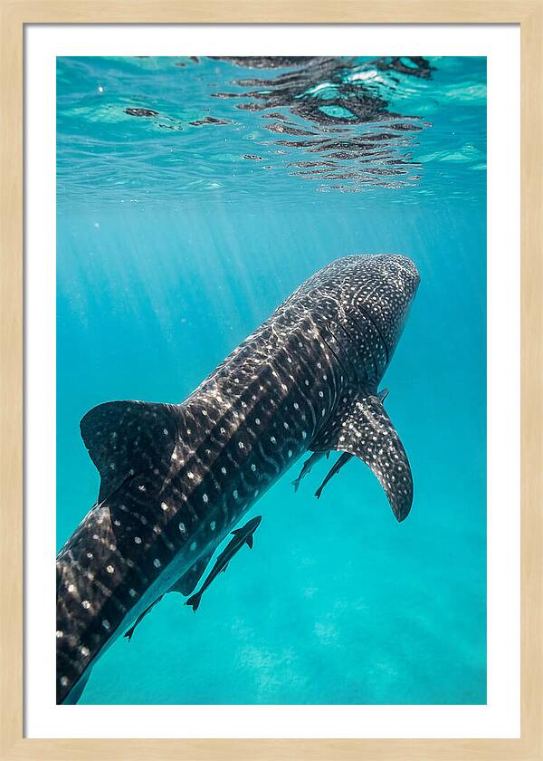 Whale Shark Gliding Through Waters