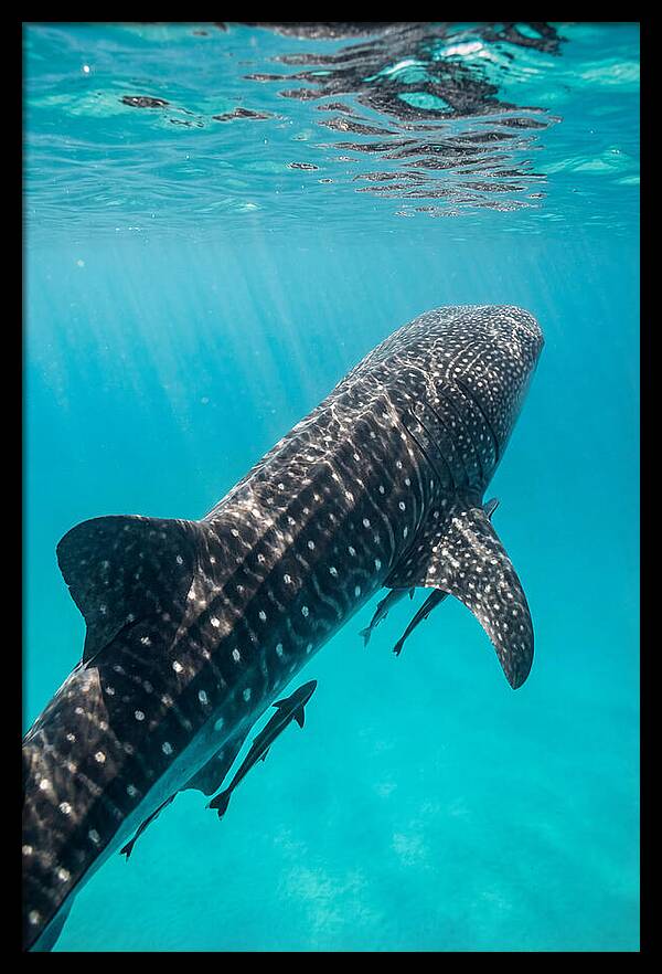 Whale Shark Gliding Through Waters
