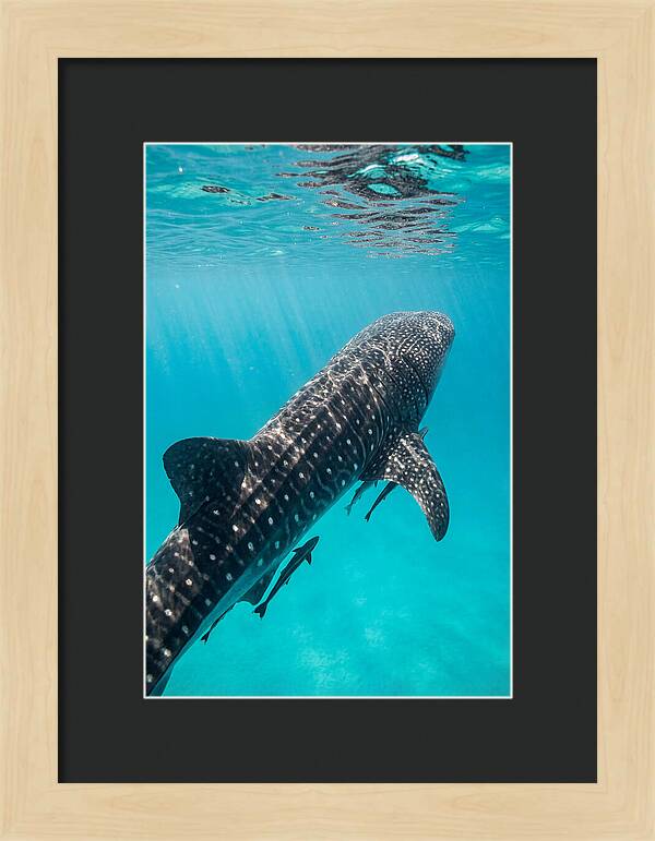 Whale Shark Gliding Through Waters