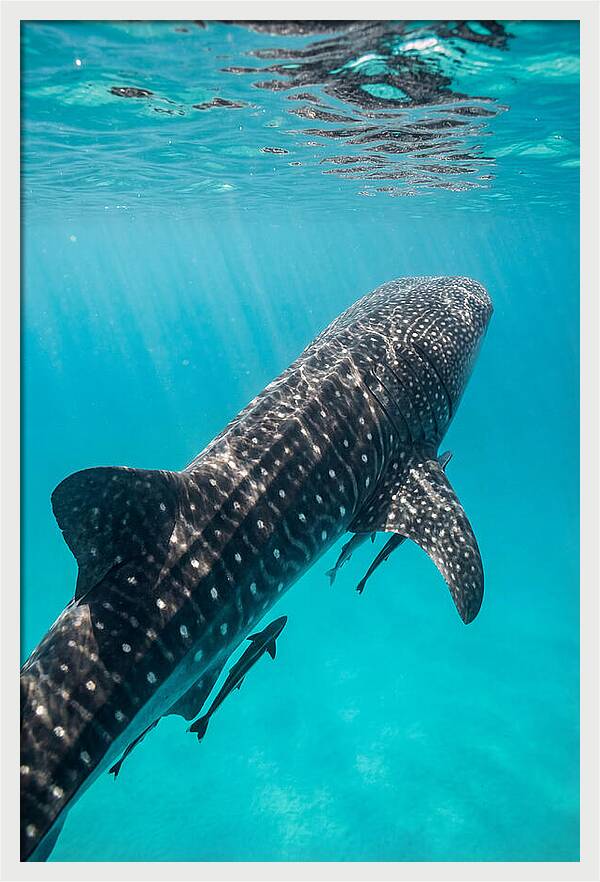 Whale Shark Gliding Through Waters
