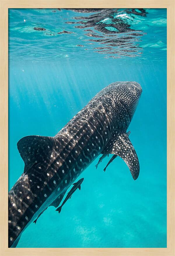 Whale Shark Gliding Through Waters