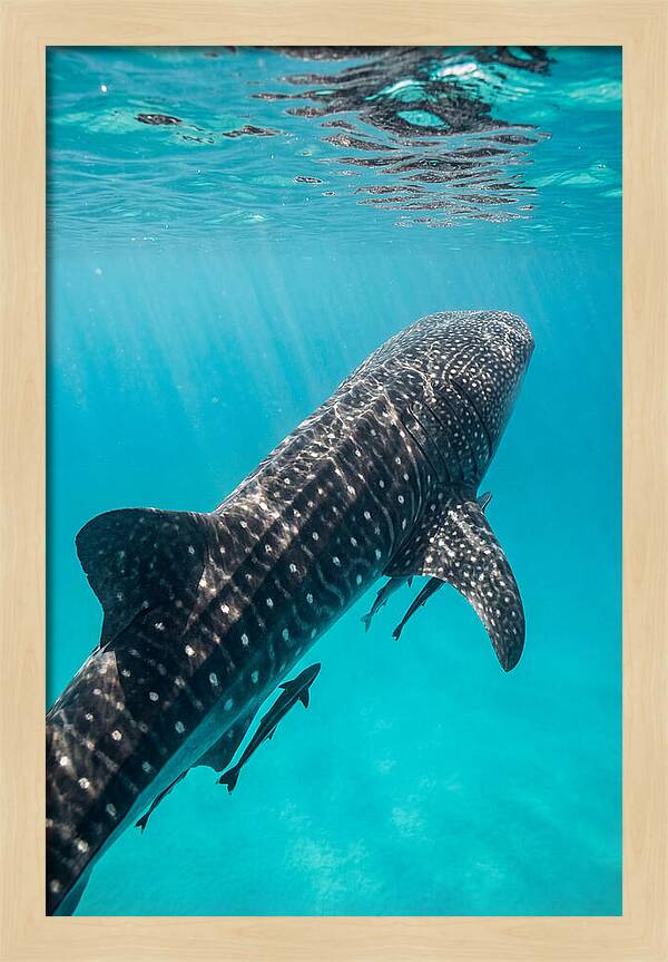 Whale Shark Gliding Through Waters