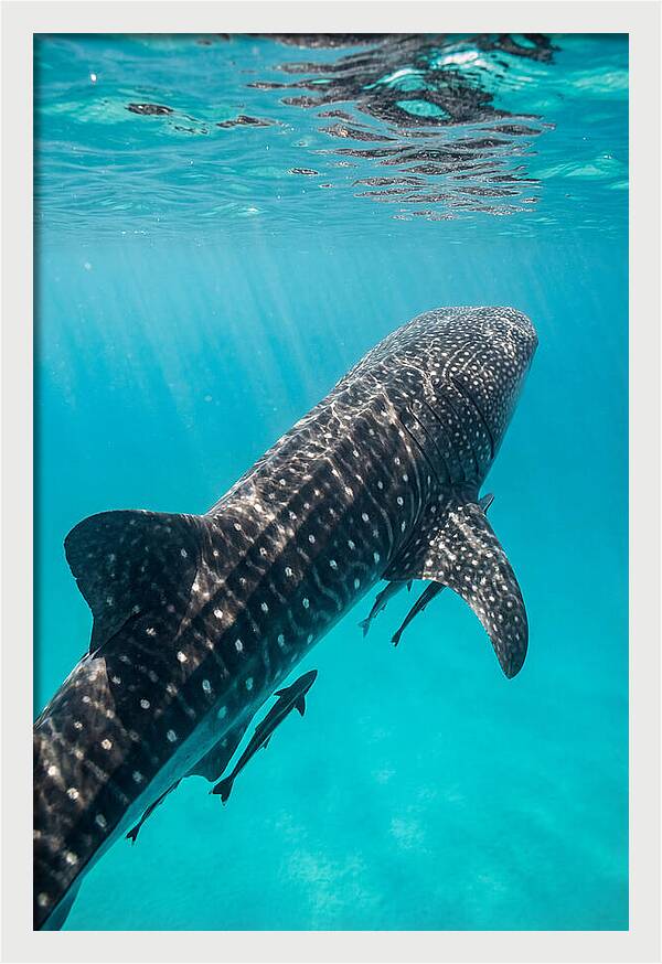 Whale Shark Gliding Through Waters