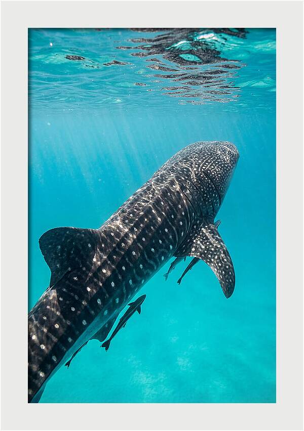 Whale Shark Gliding Through Waters