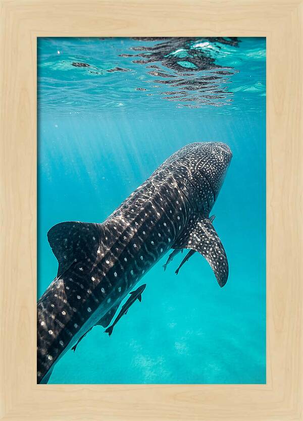 Whale Shark Gliding Through Waters