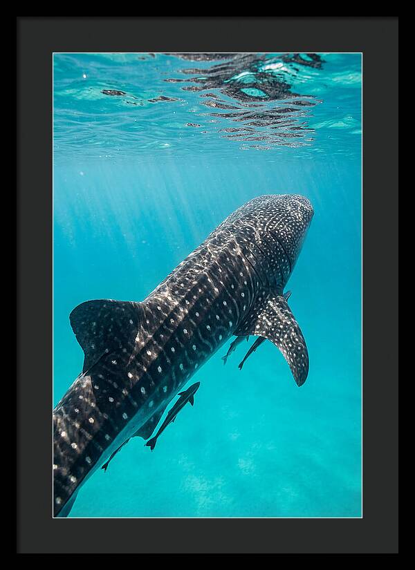 Whale Shark Gliding Through Waters