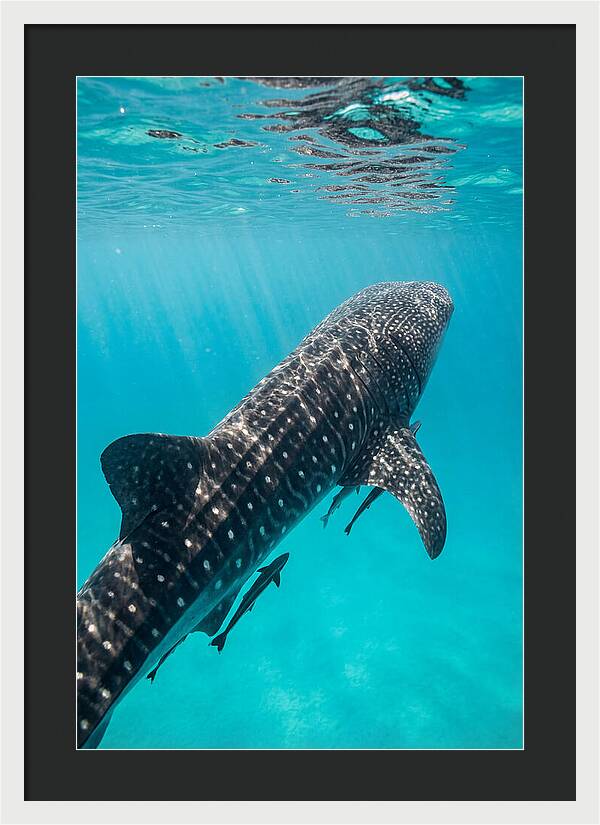 Whale Shark Gliding Through Waters