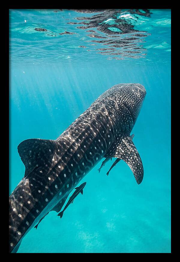Whale Shark Gliding Through Waters