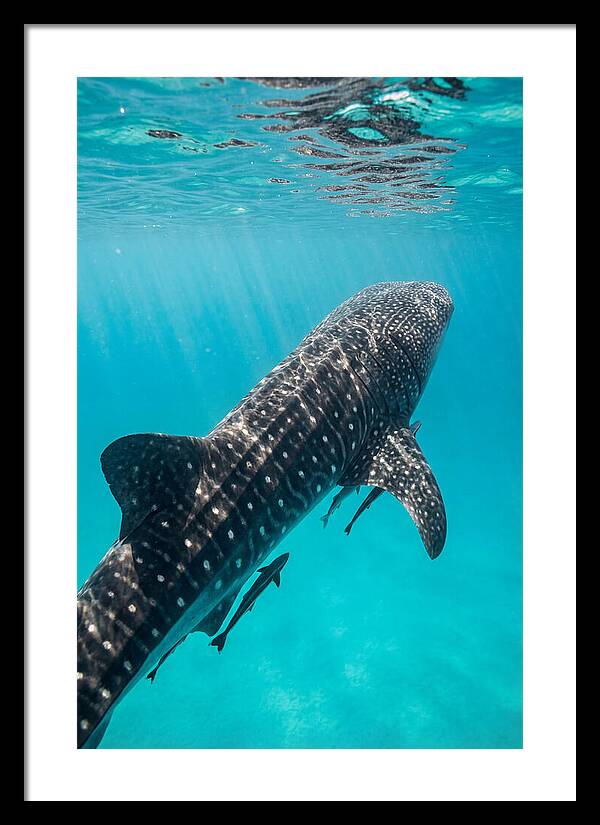 Whale Shark Gliding Through Waters