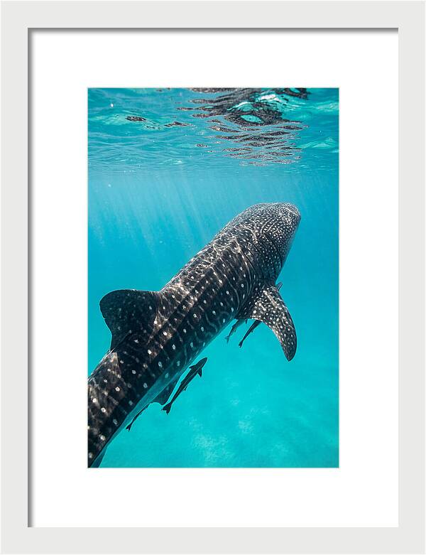 Whale Shark Gliding Through Waters