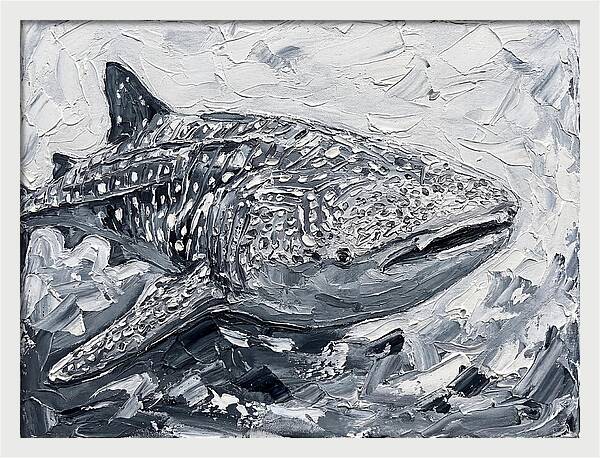 Whale Shark In Monochrome