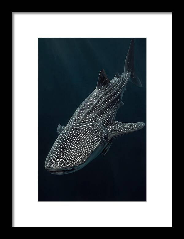 Whale Shark Majesty