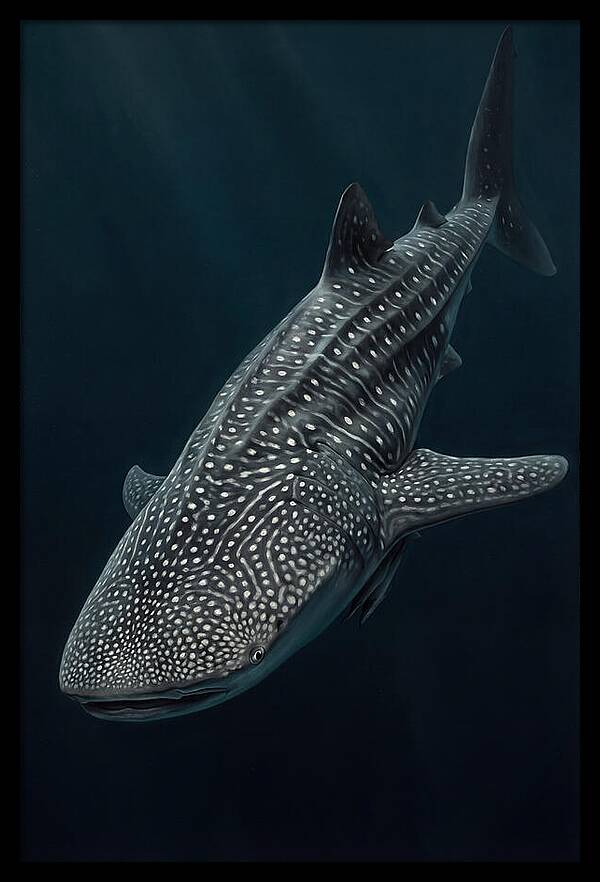 Whale Shark Majesty