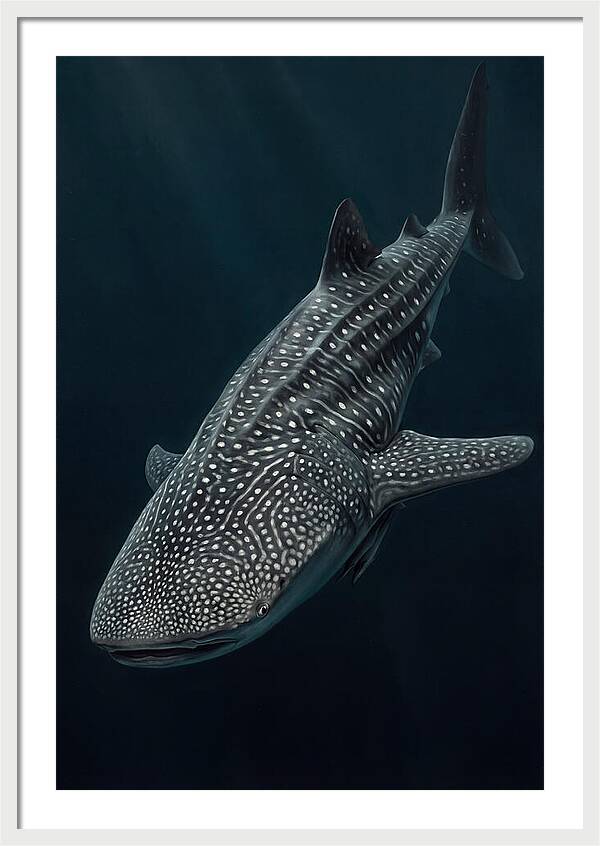 Whale Shark Majesty
