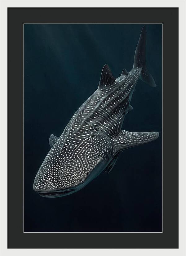 Whale Shark Majesty