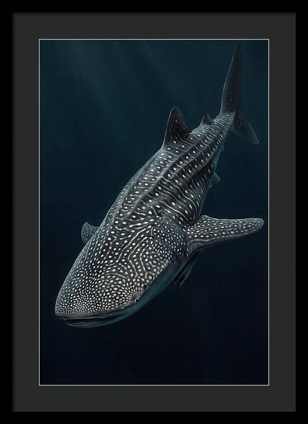 Whale Shark Majesty
