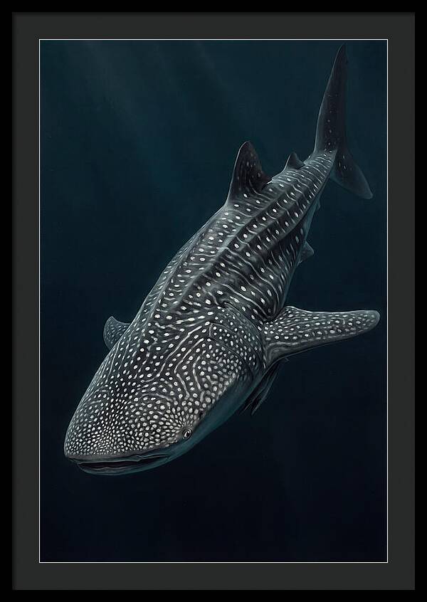 Whale Shark Majesty