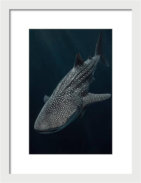 Whale Shark Majesty