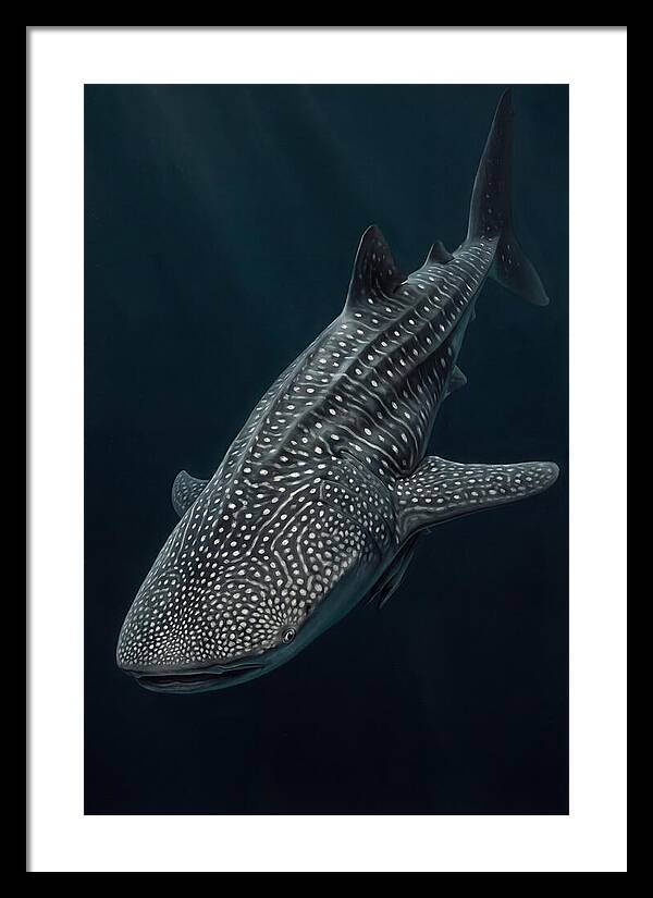 Whale Shark Majesty