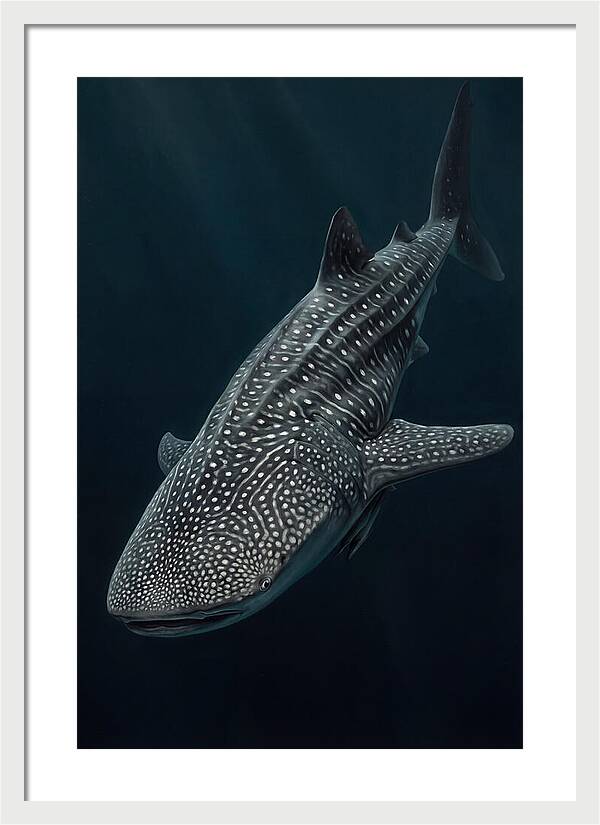Whale Shark Majesty