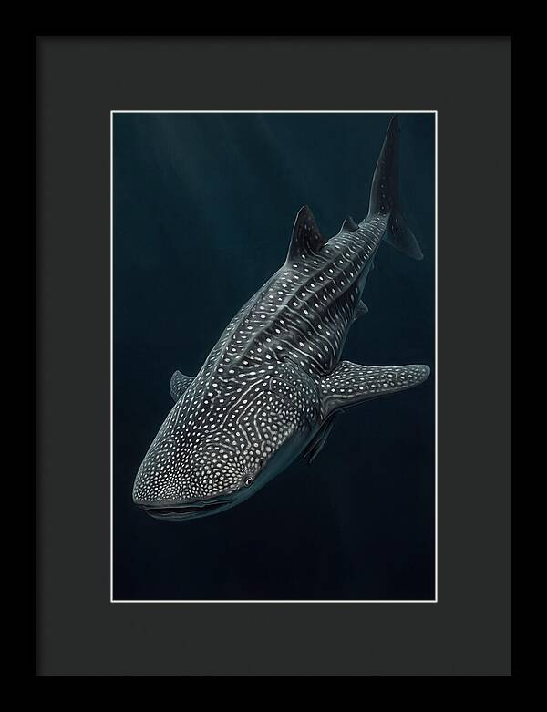 Whale Shark Majesty