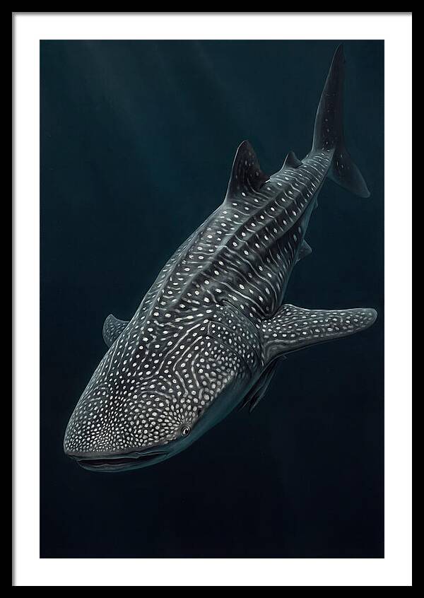 Whale Shark Majesty