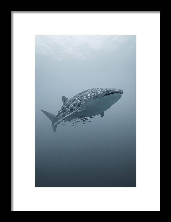 Whale Shark Serenity