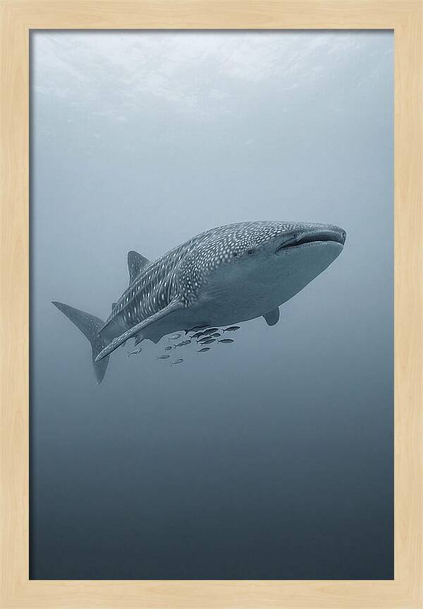 Whale Shark Serenity