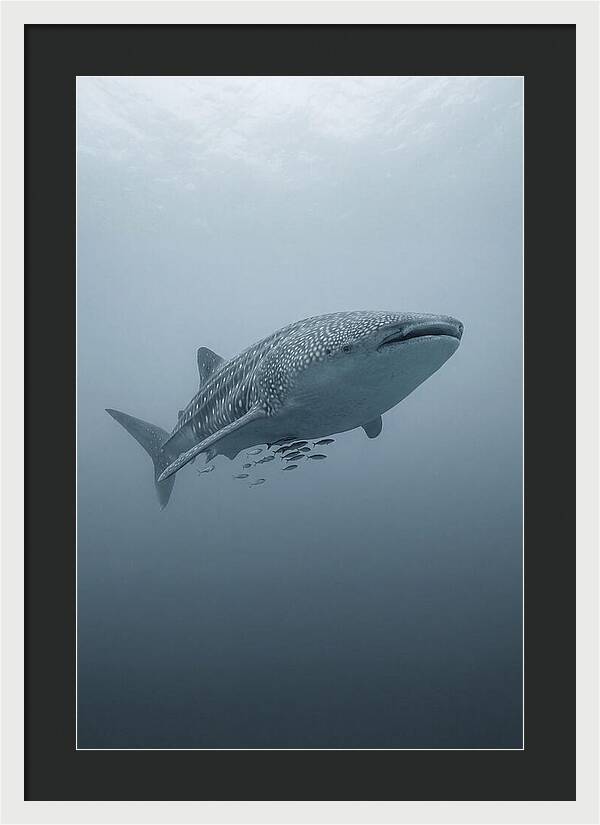 Whale Shark Serenity