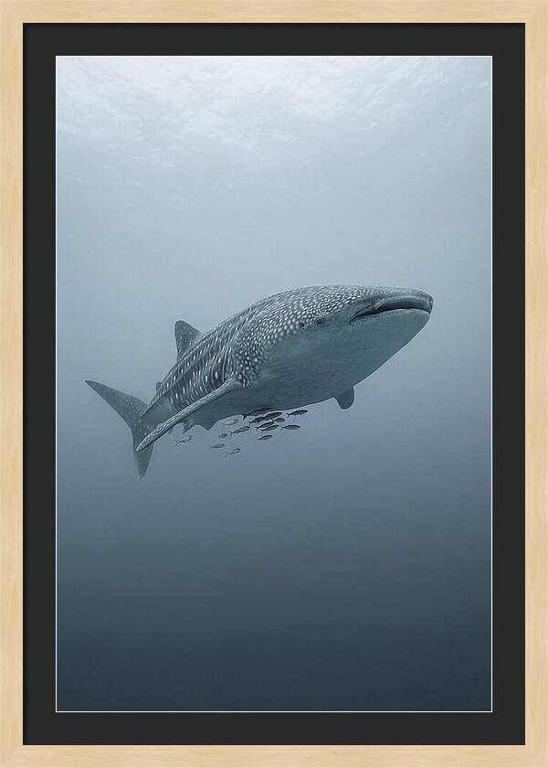 Whale Shark Serenity