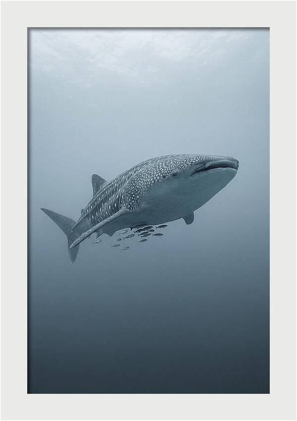 Whale Shark Serenity