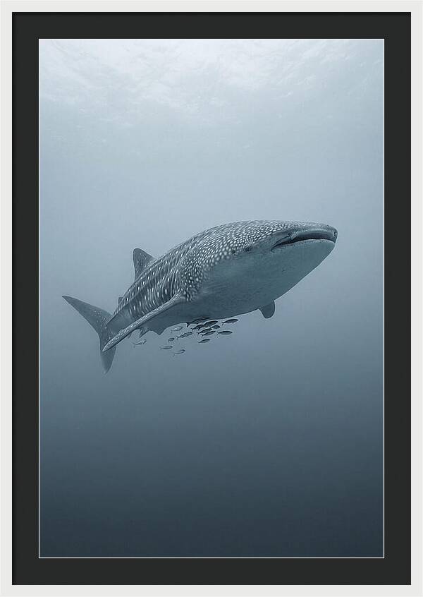 Whale Shark Serenity