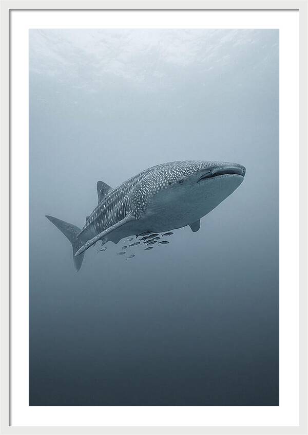 Whale Shark Serenity