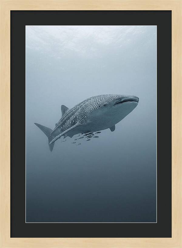 Whale Shark Serenity