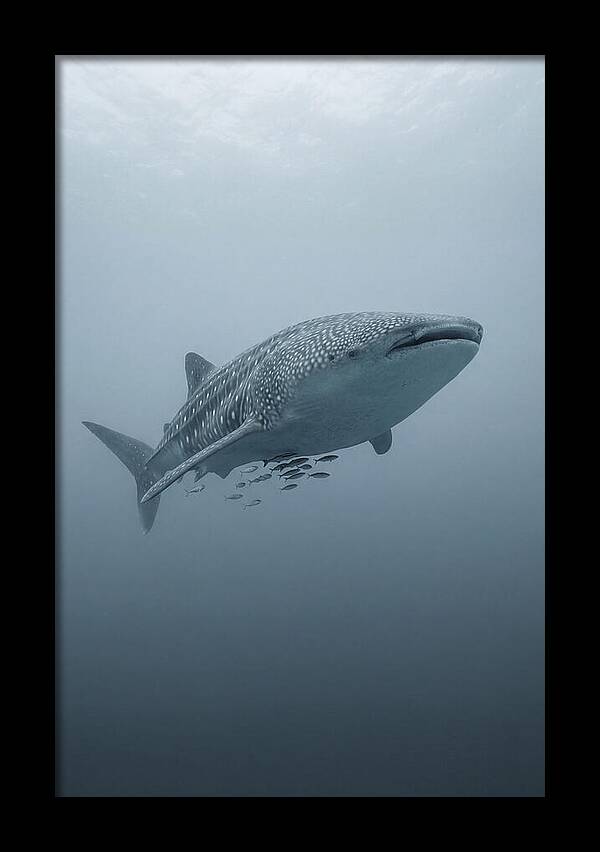 Whale Shark Serenity