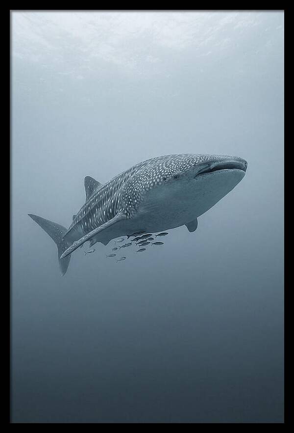 Whale Shark Serenity