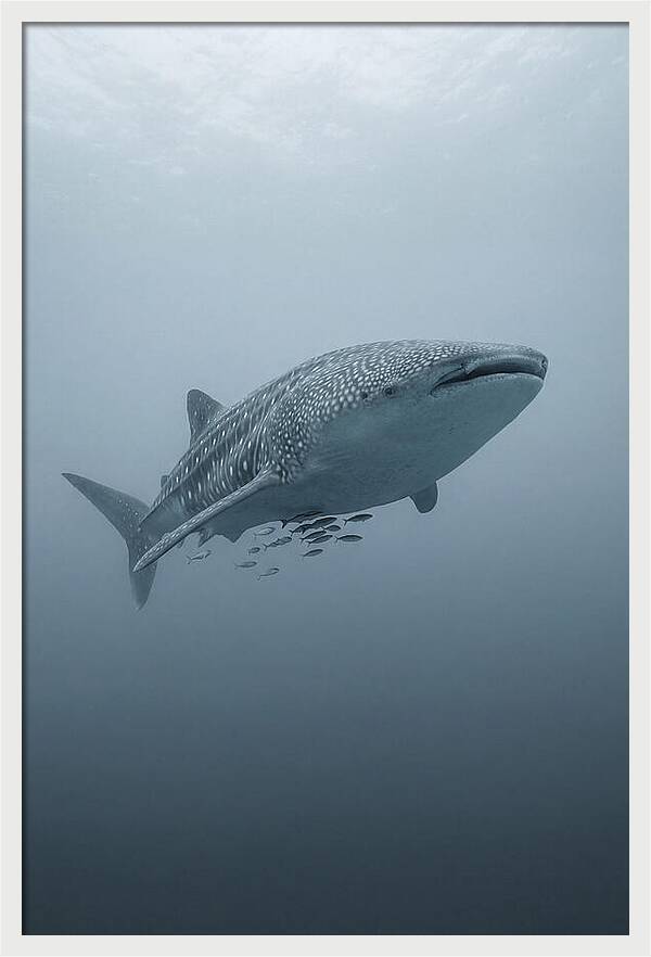 Whale Shark Serenity