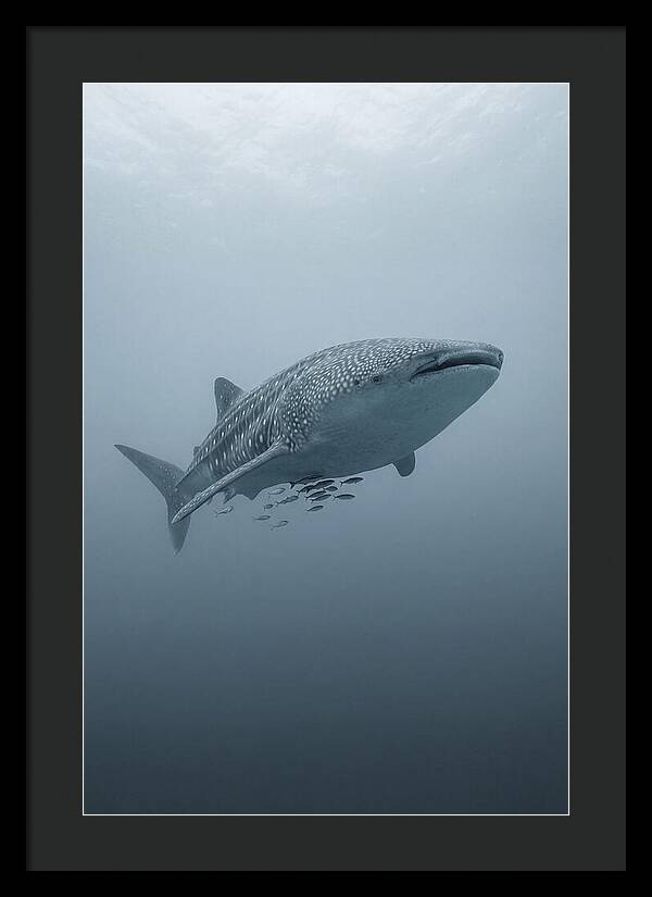 Whale Shark Serenity