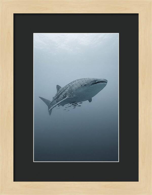 Whale Shark Serenity