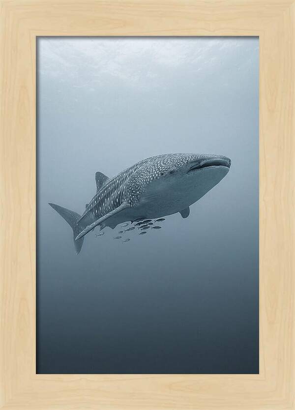 Whale Shark Serenity