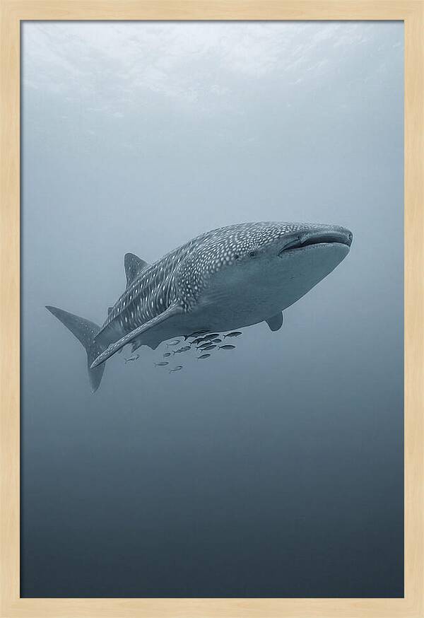 Whale Shark Serenity