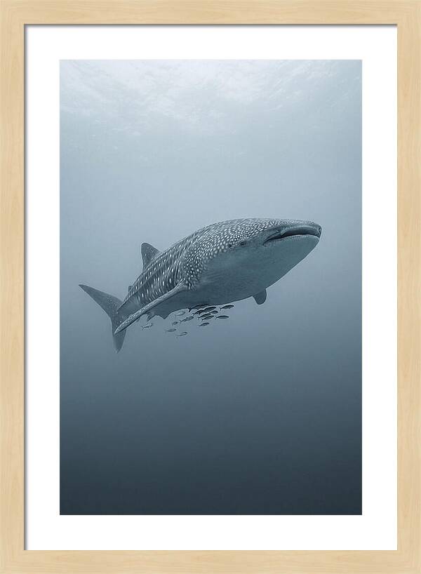 Whale Shark Serenity
