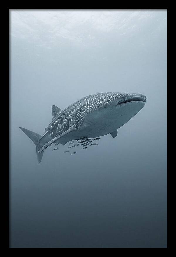 Whale Shark Serenity