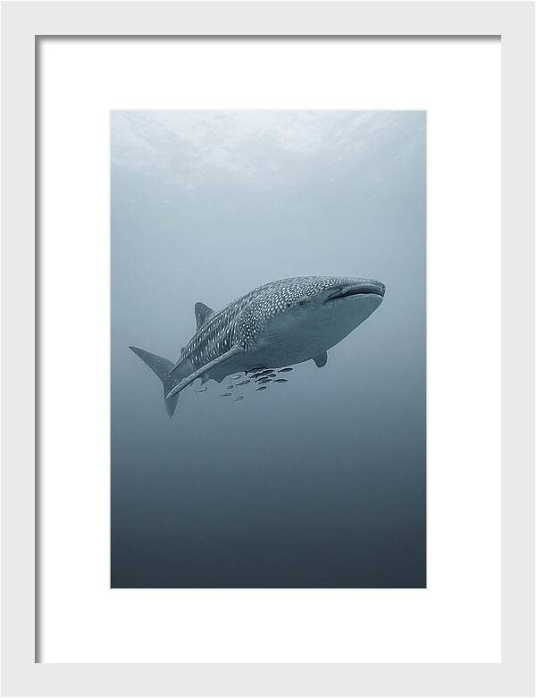 Whale Shark Serenity