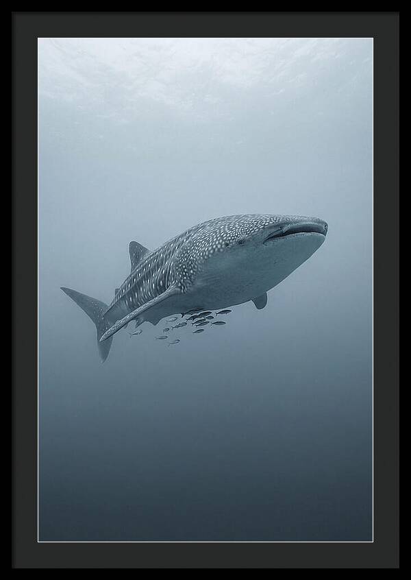 Whale Shark Serenity