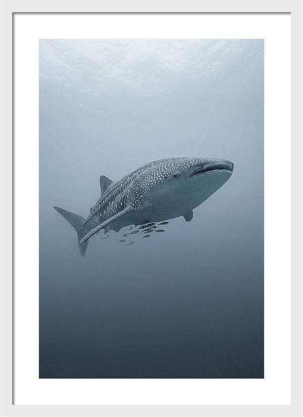Whale Shark Serenity