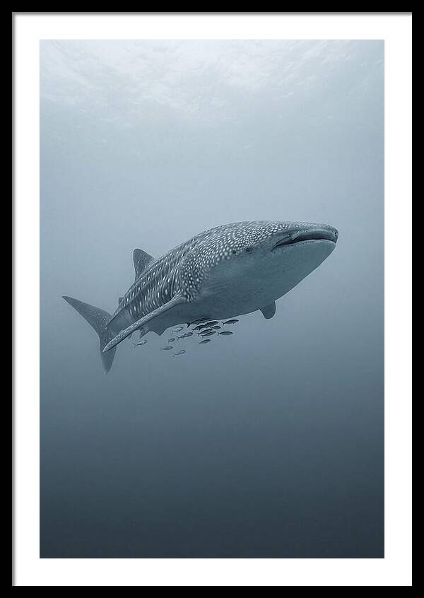 Whale Shark Serenity