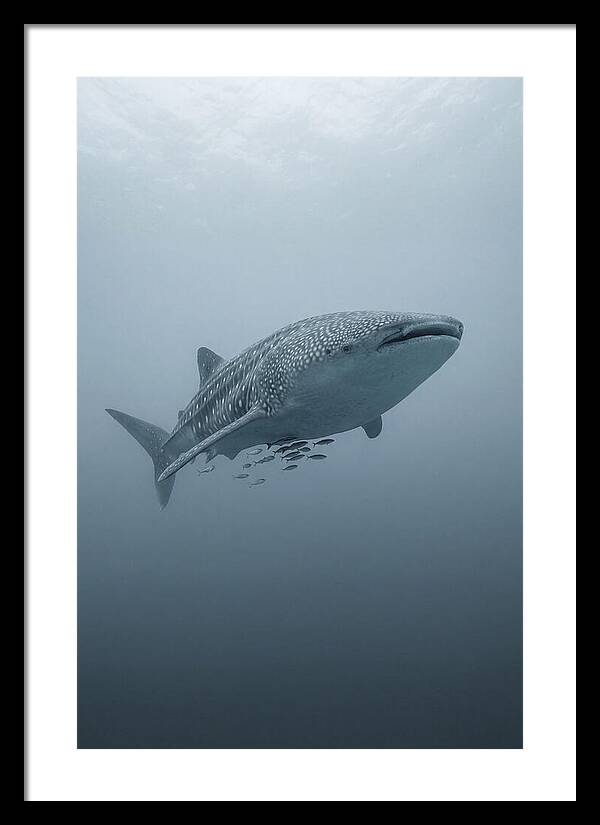 Whale Shark Serenity